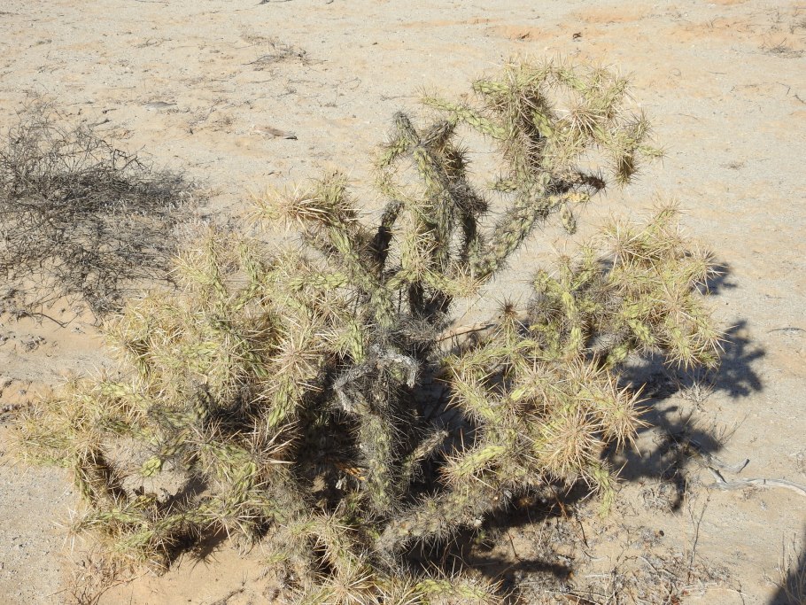 Bowerbankia imbricata