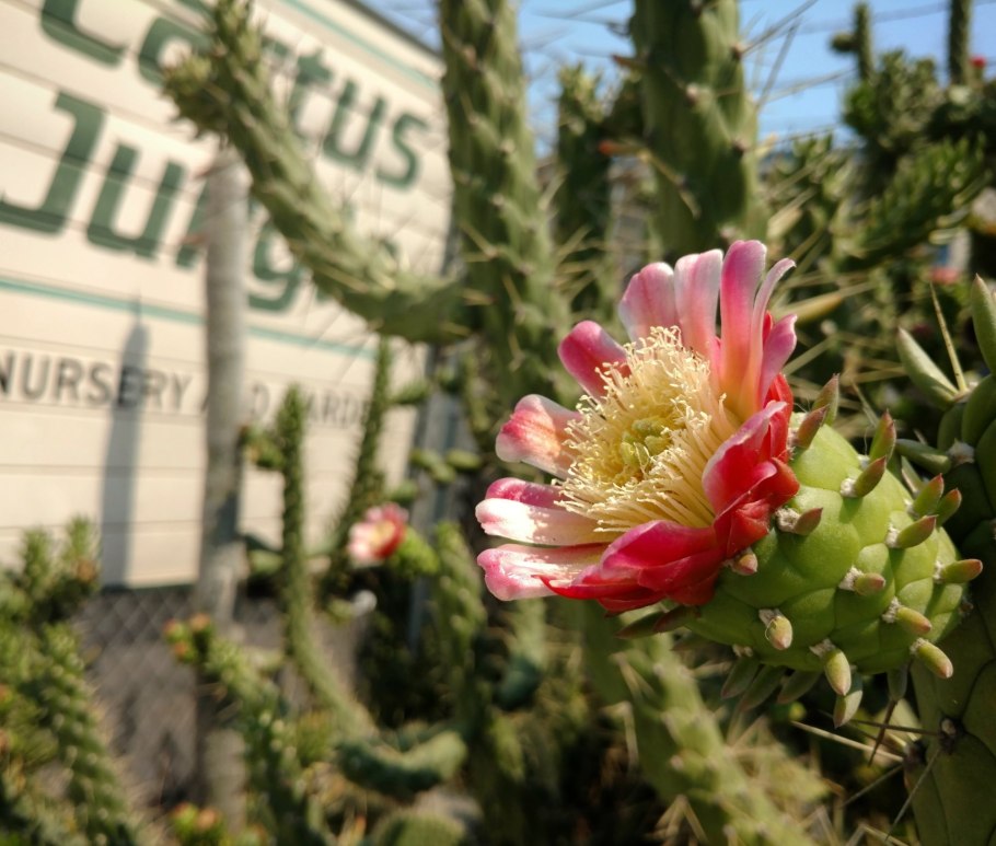 Opuntia cylindrica Кактус