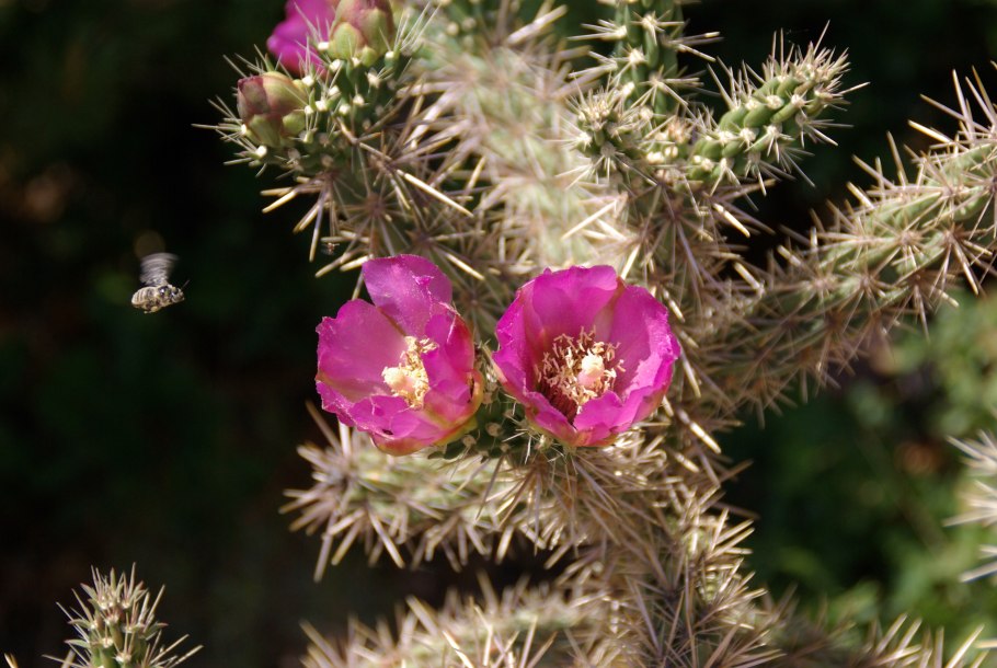 Опунция спиносиор