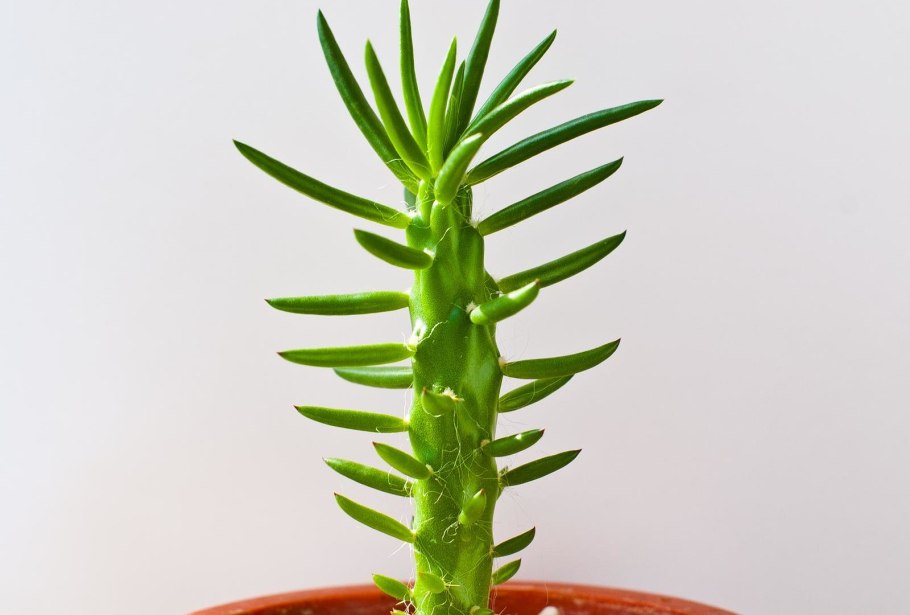 Cylindropuntia ramosissima