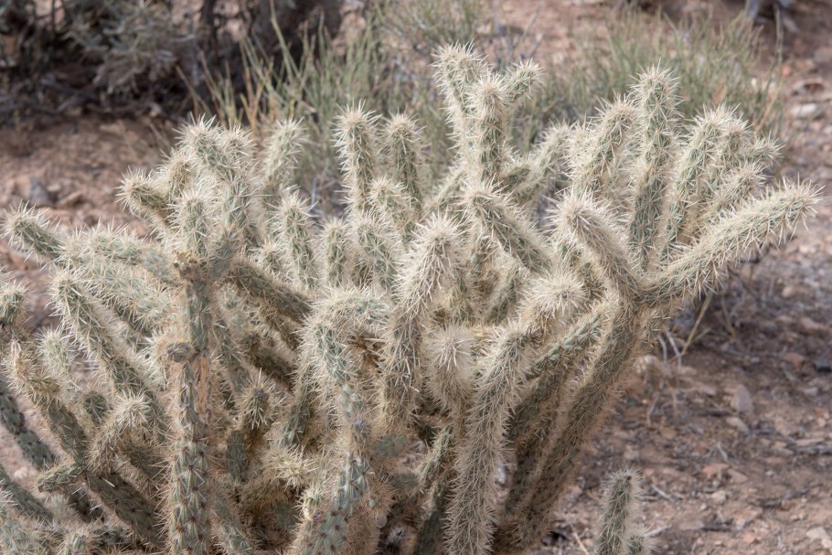 Cylindropuntia acanthocarpa