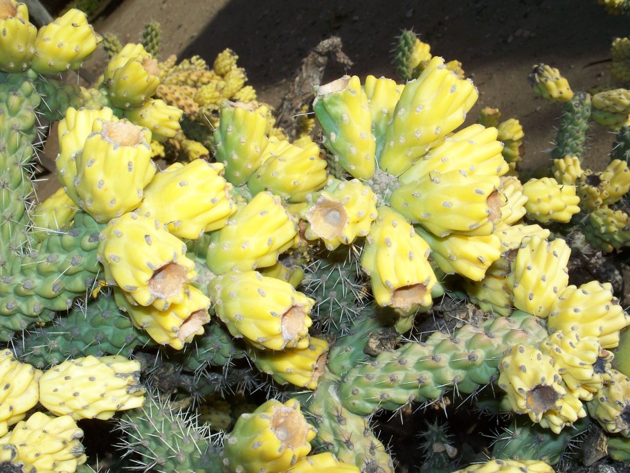 Cylindropuntia imbricata subsp spinosior