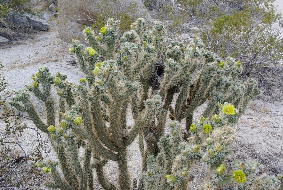 Cylindropuntia whipplei