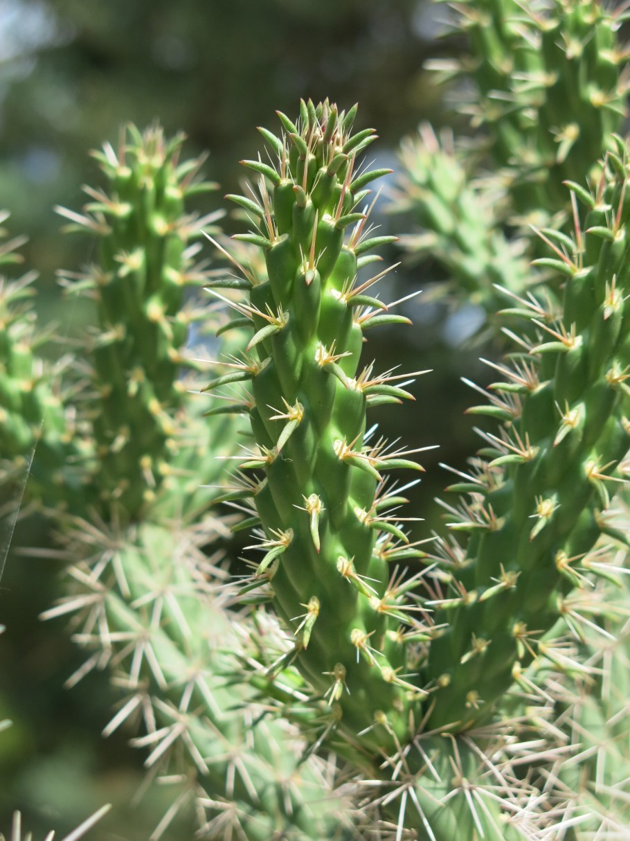 Cylindropuntia imbricata