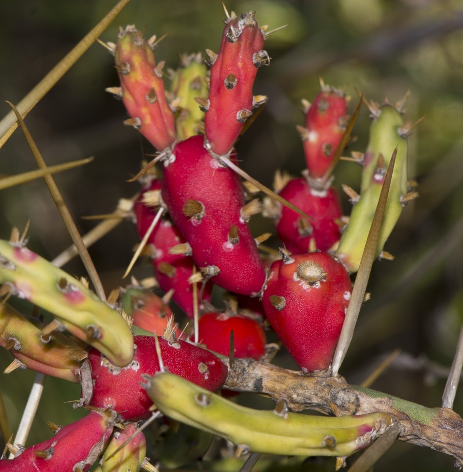 Opuntia leptocaulis