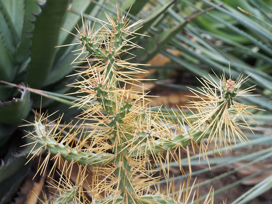 Cylindropuntia echinocarpa