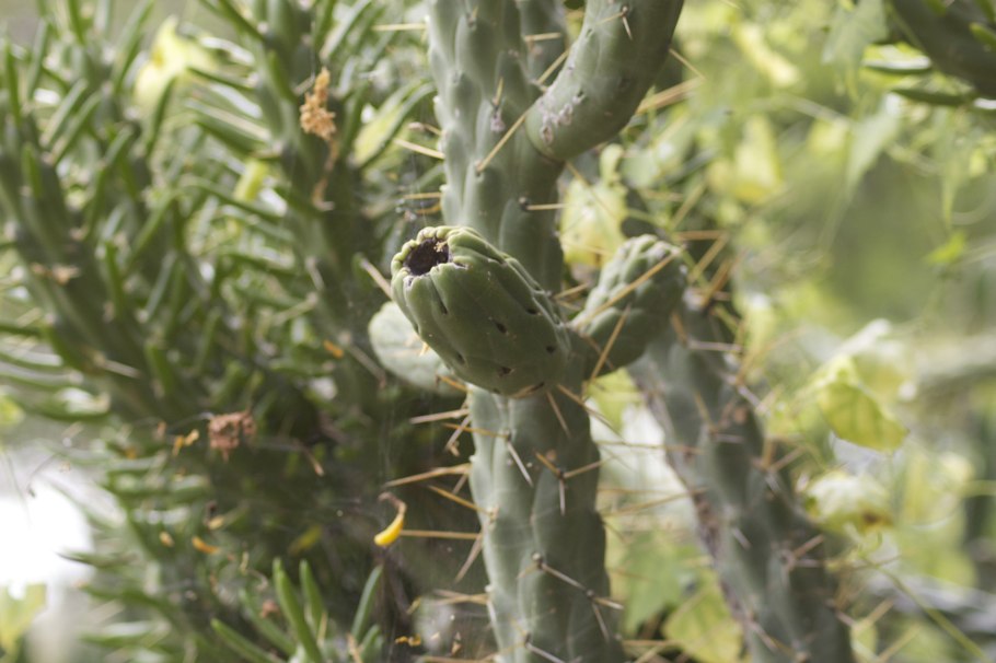 Цилиндроопунция блестящая