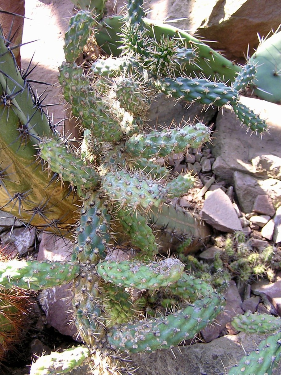 Cylindropuntia prolifera