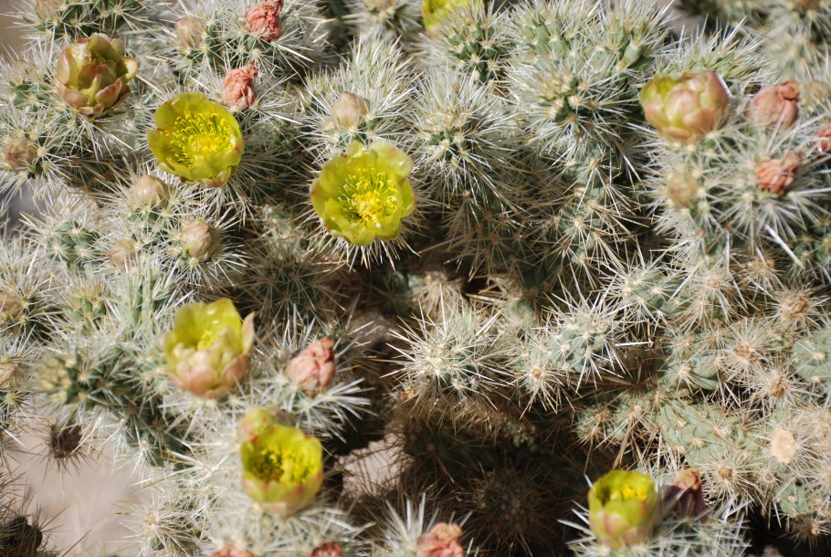 Cylindropuntia bigelovii цветение