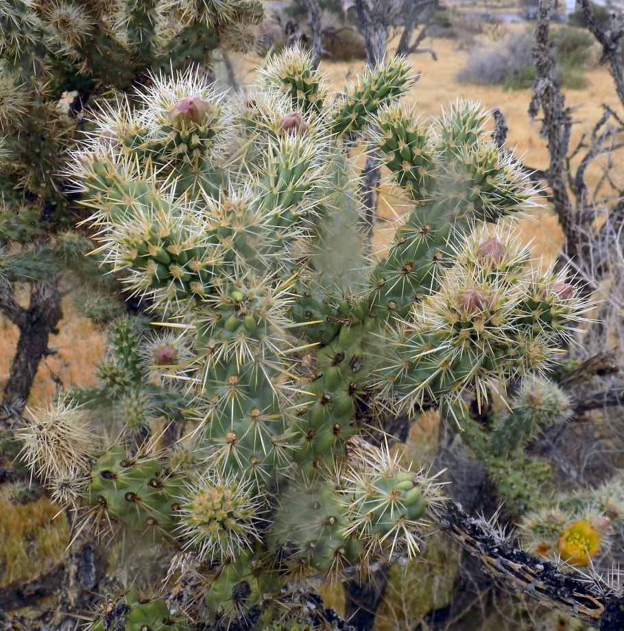 Cylindropuntia californica