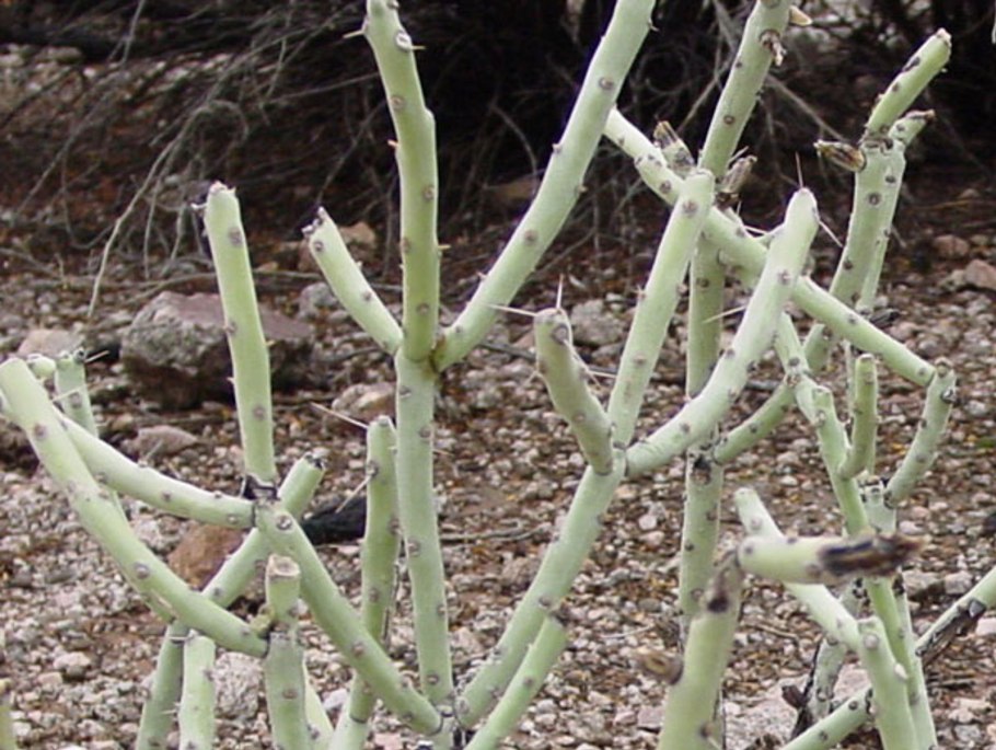 Euphorbia antisyphilitica