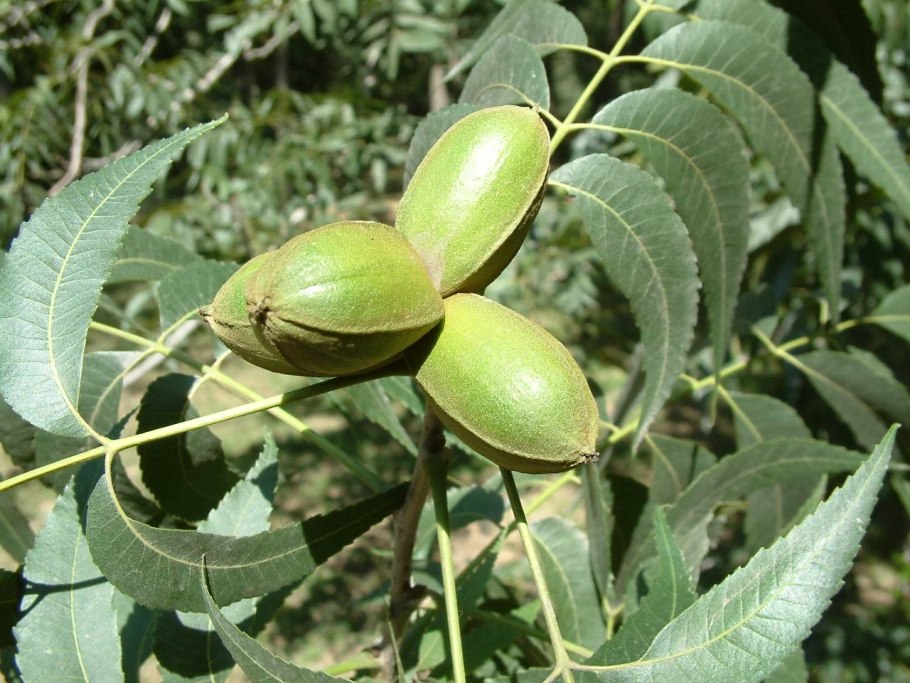 Орех маньчжурский пекан