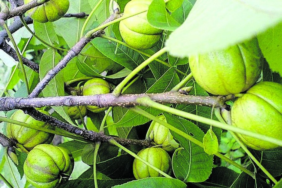 Shagbark Hickory (Carya ovata)
