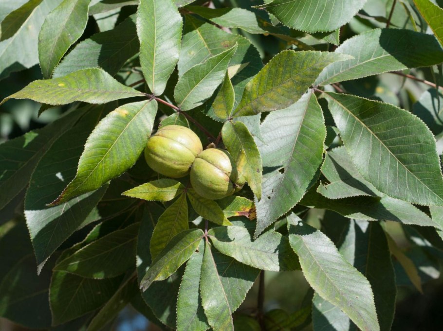 Shagbark Hickory (Carya ovata)