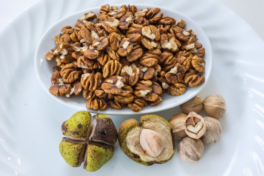 Гикори Вешке орех