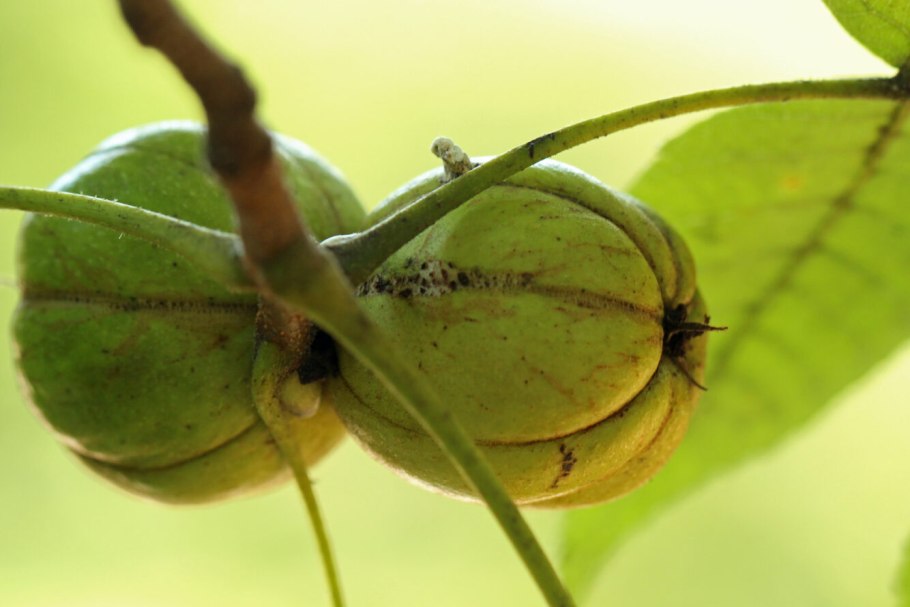 Орех кария сердцевидная