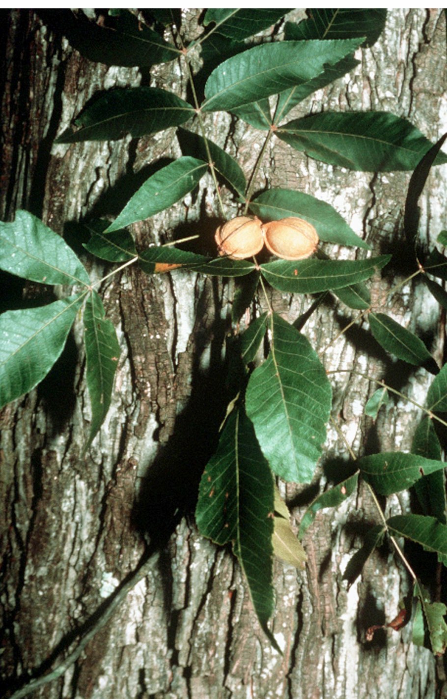 Кария - Caria ботаника