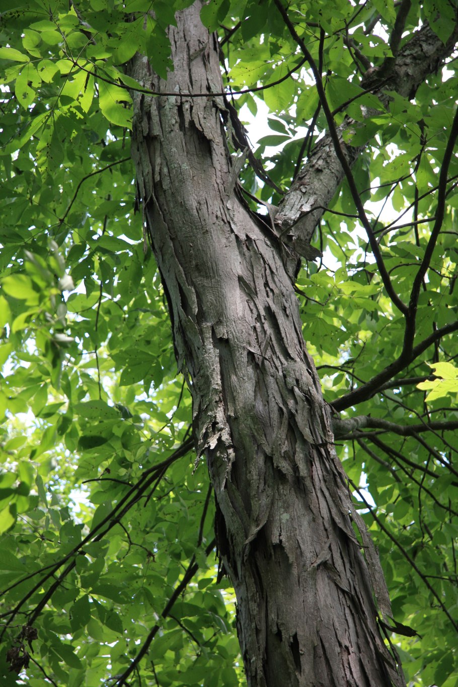 Орех кария овальная