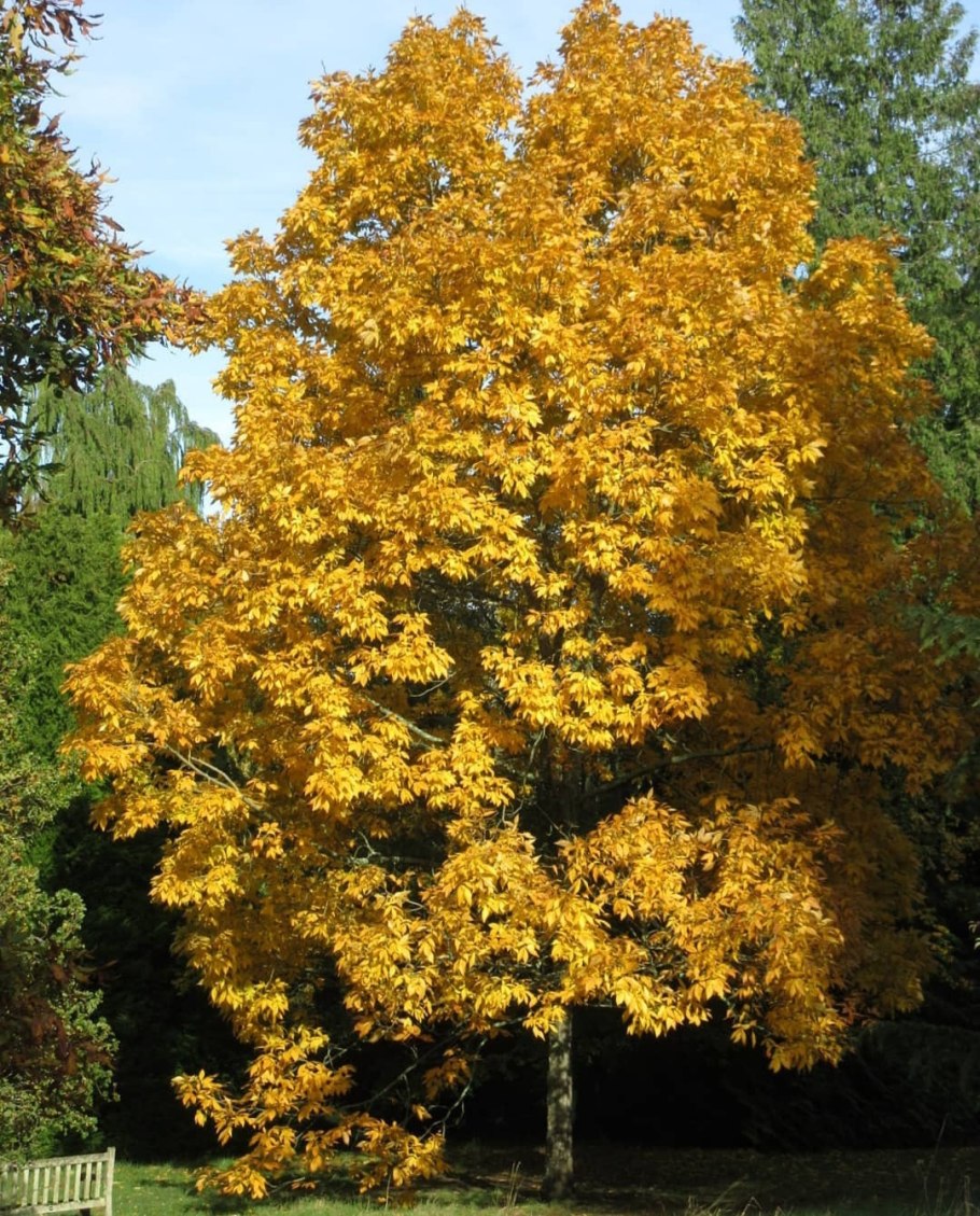 Liriodendron tulipifera