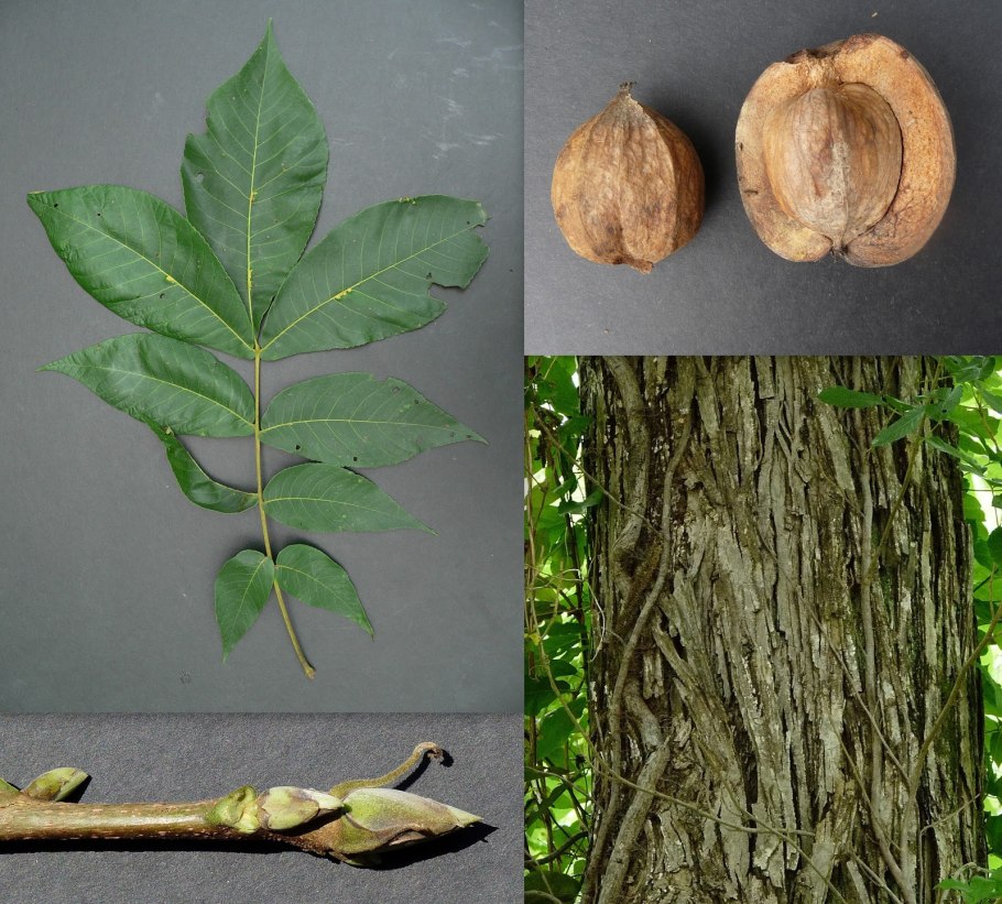 Кария бахромчатая орех