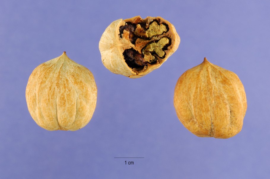 Carya ovata