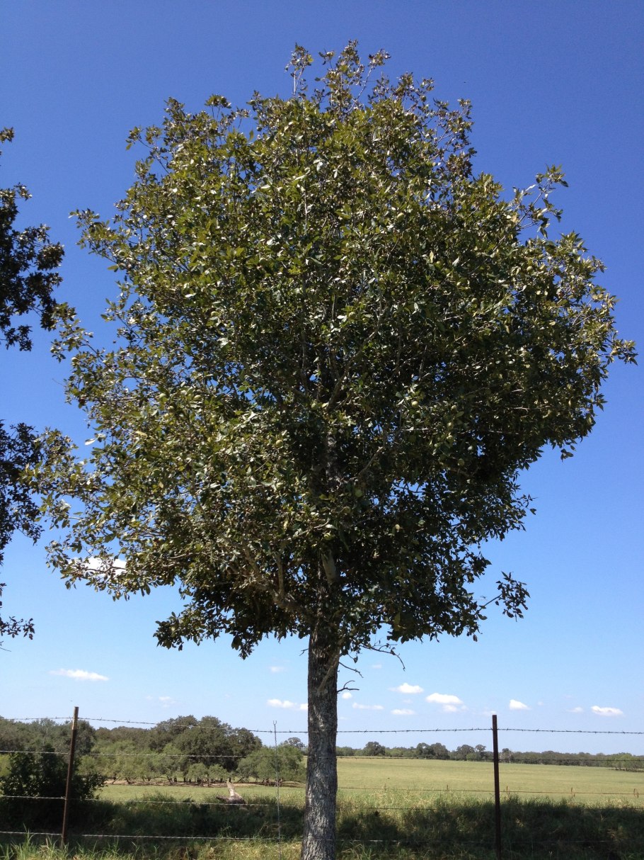 Кария семена