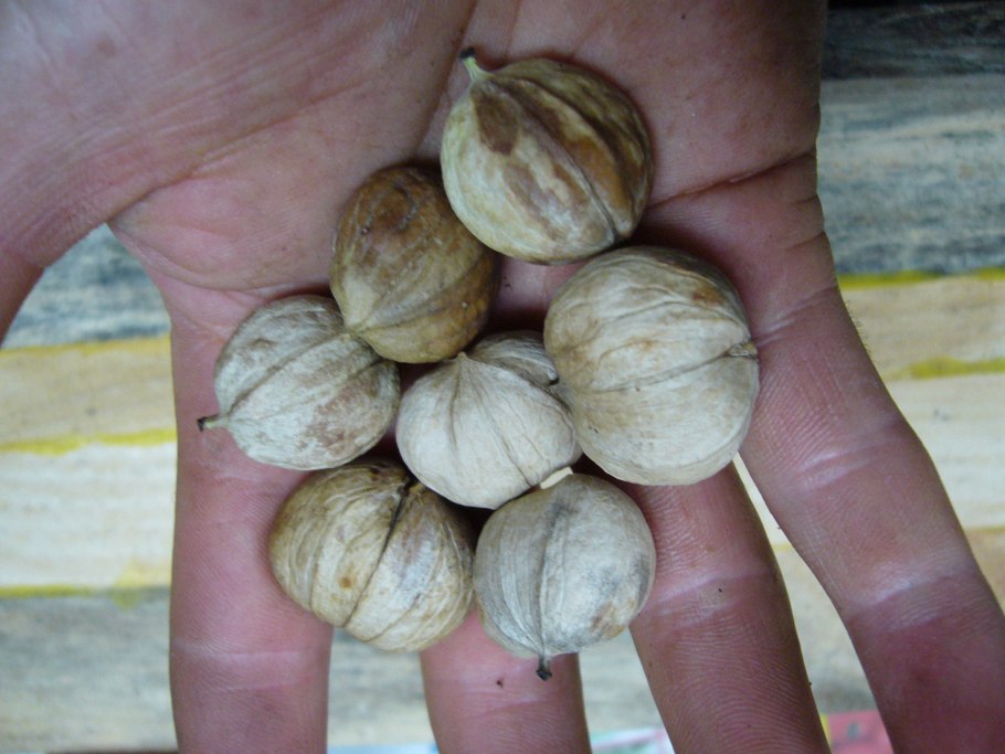 Кария сердцевидная семена