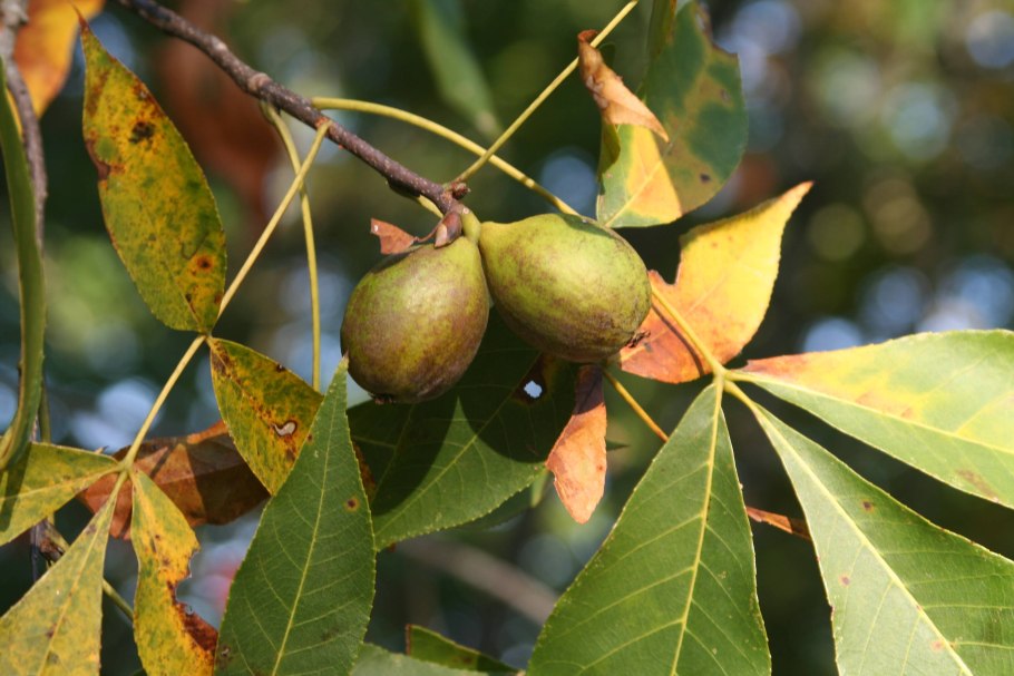 Carya ovata
