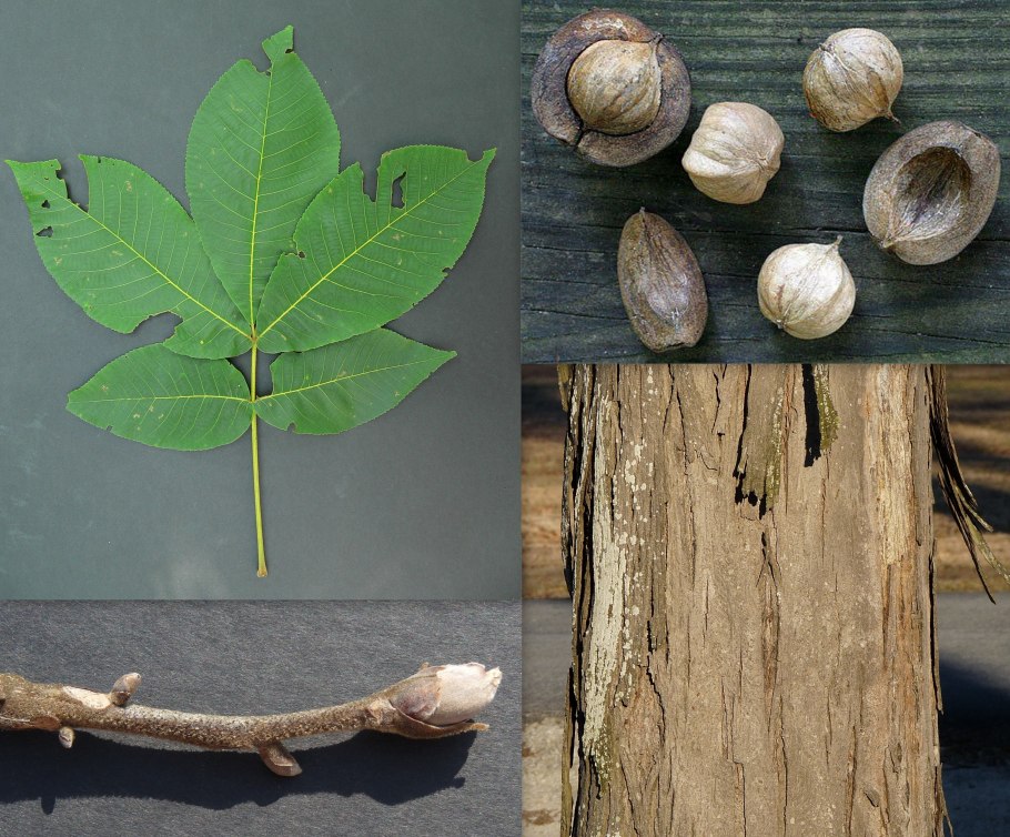 (Кария, Гикори)