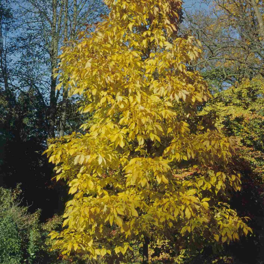 Грецкий орех Juglans Regia l.