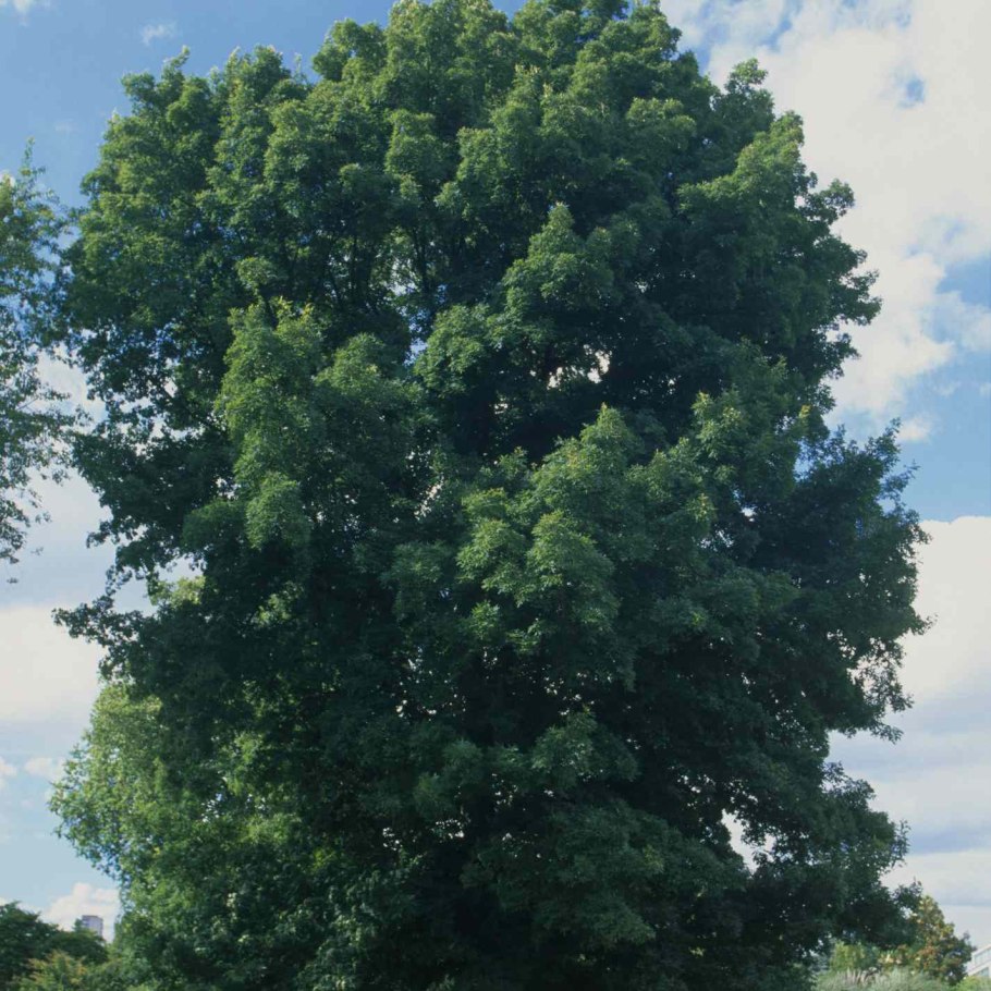 Carya Alba дерево