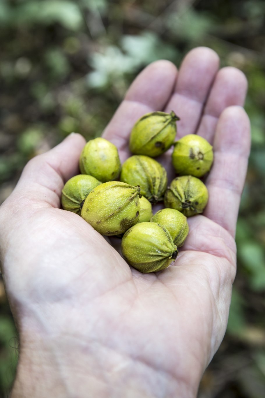 Гикори Северная Америка