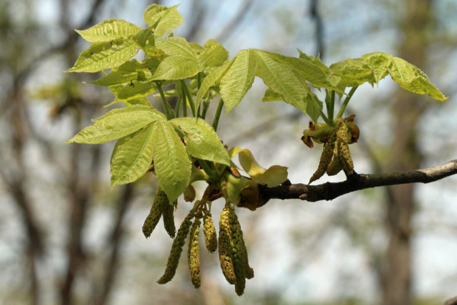 Дуб Гикори дерево