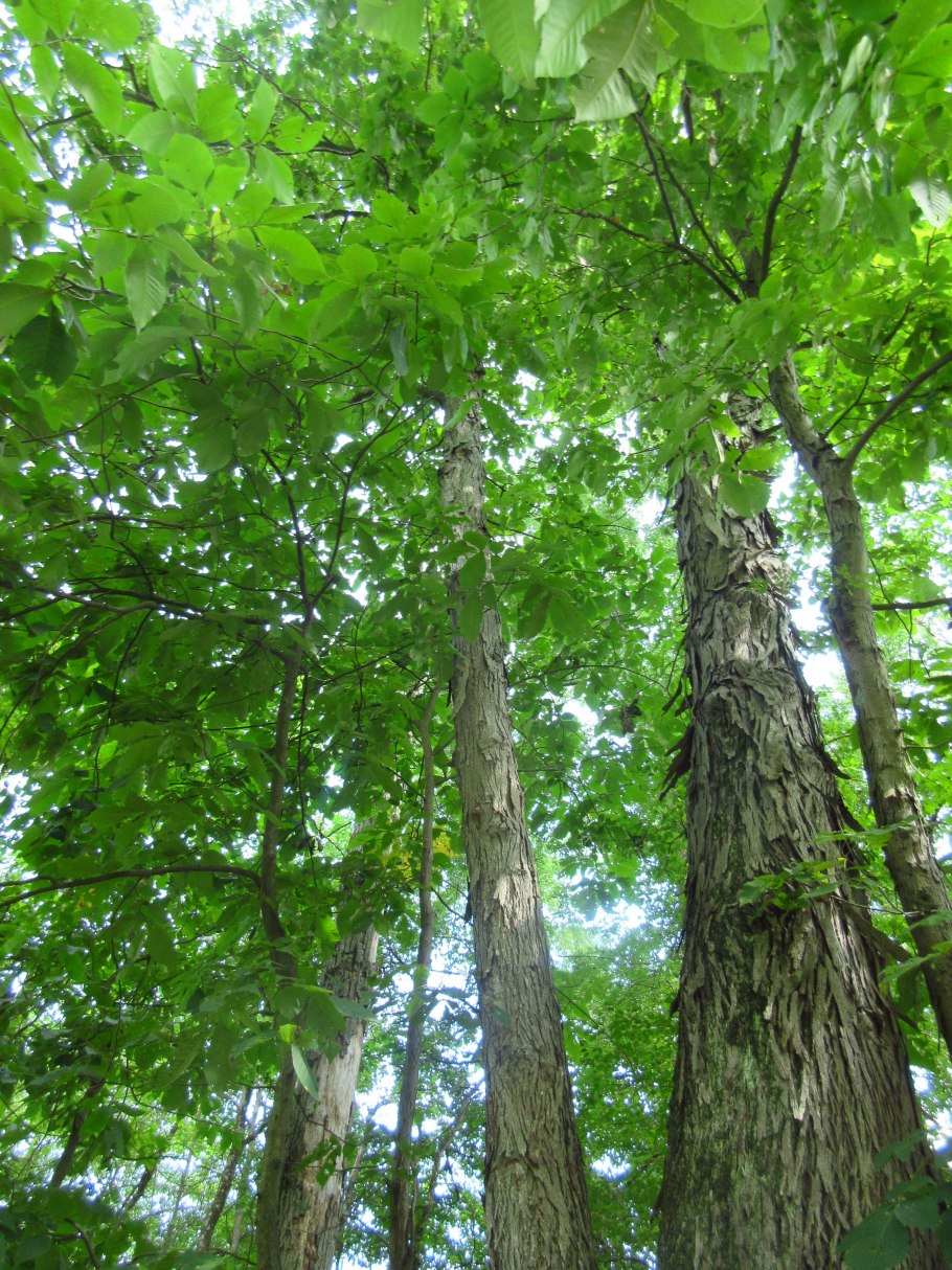 Дерево Гикори в Северной Америке