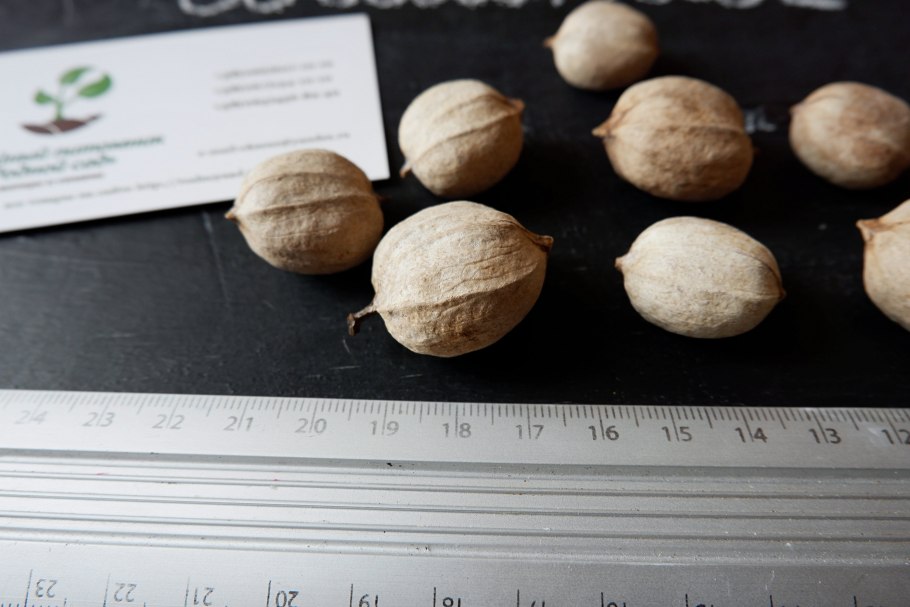 Hickory nut