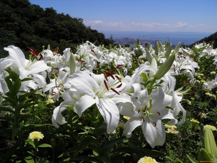 Лилия цветок