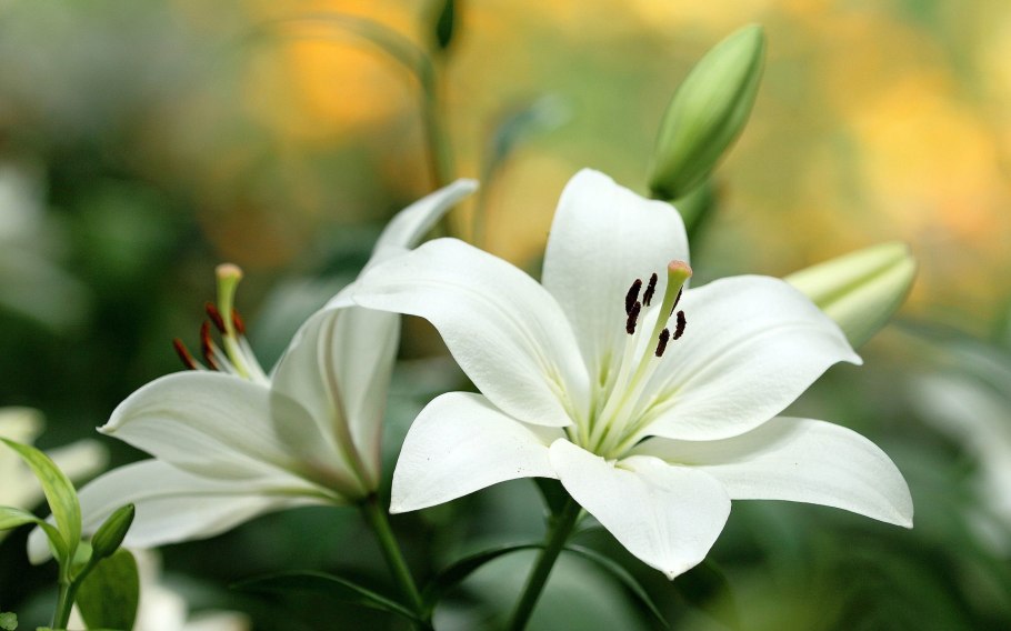 Лилия фулл Мун