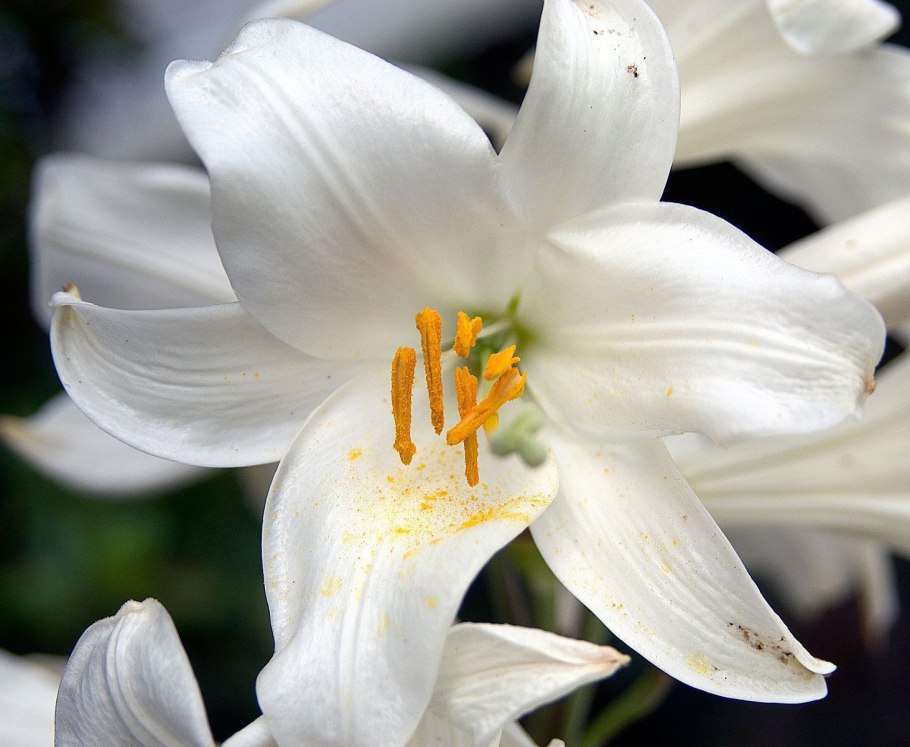 Лилия белоснежная-Lilium