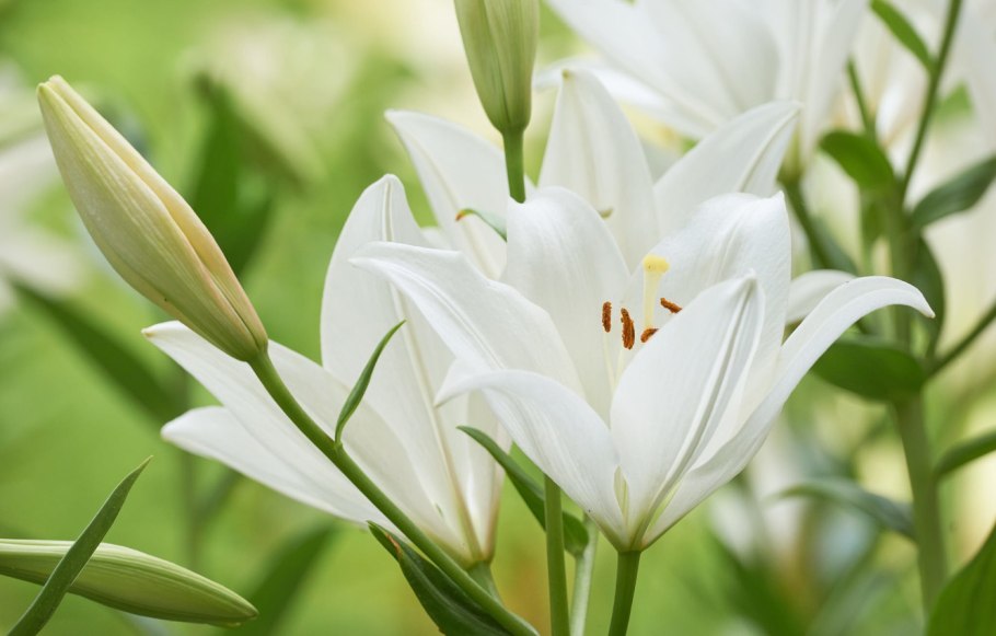 Белая Лилия цветок Богородицы