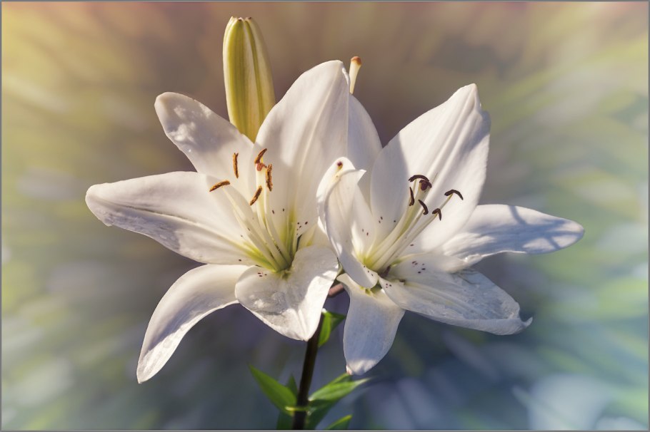 Полевая Лилия