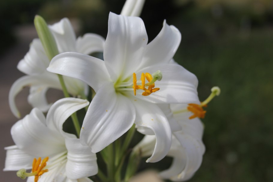 Лилия белоснежная Lilium candidum