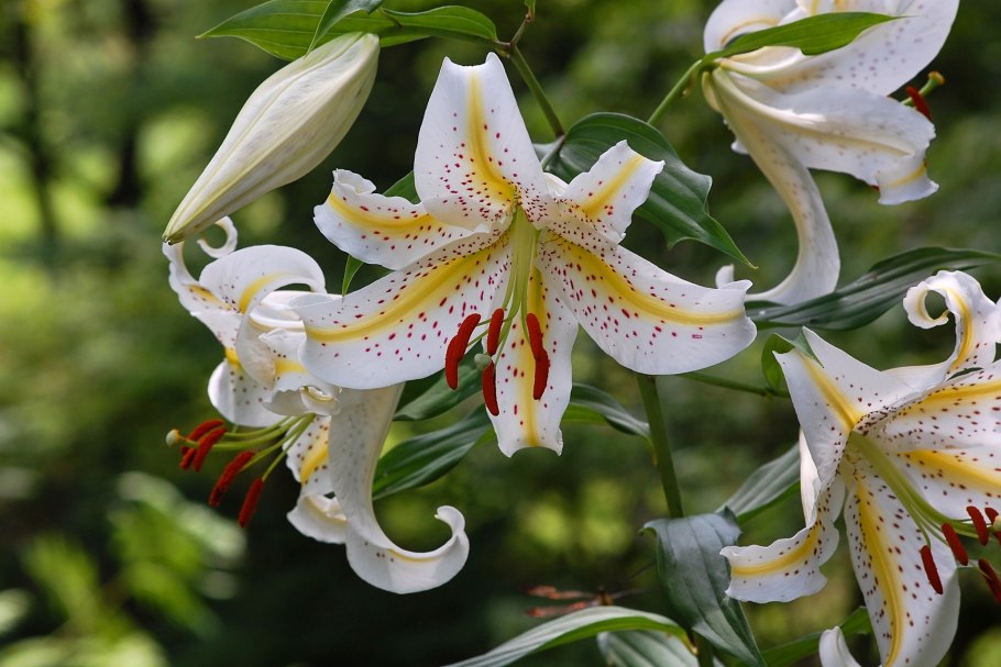 Лилия Близзард