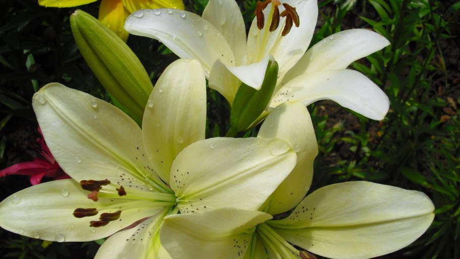 Лилия примроуз хилл