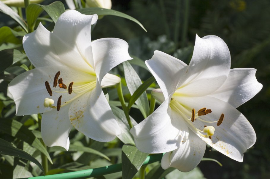 Лилия Вайт Тайгер