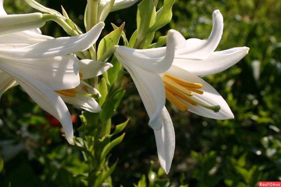Лилия белоснежная-Lilium