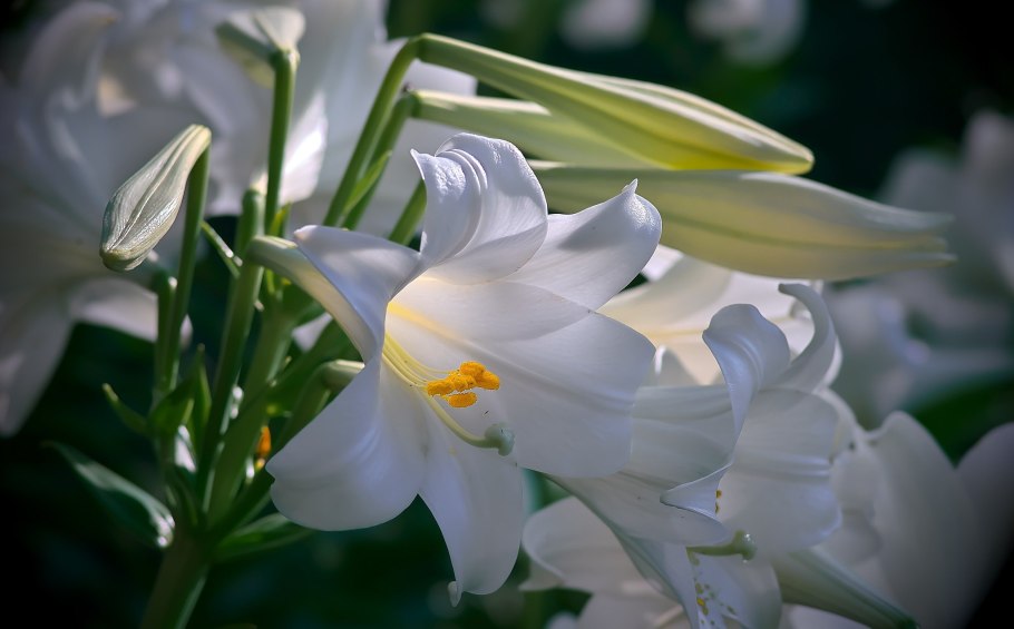 Белые лилии на фоне неба