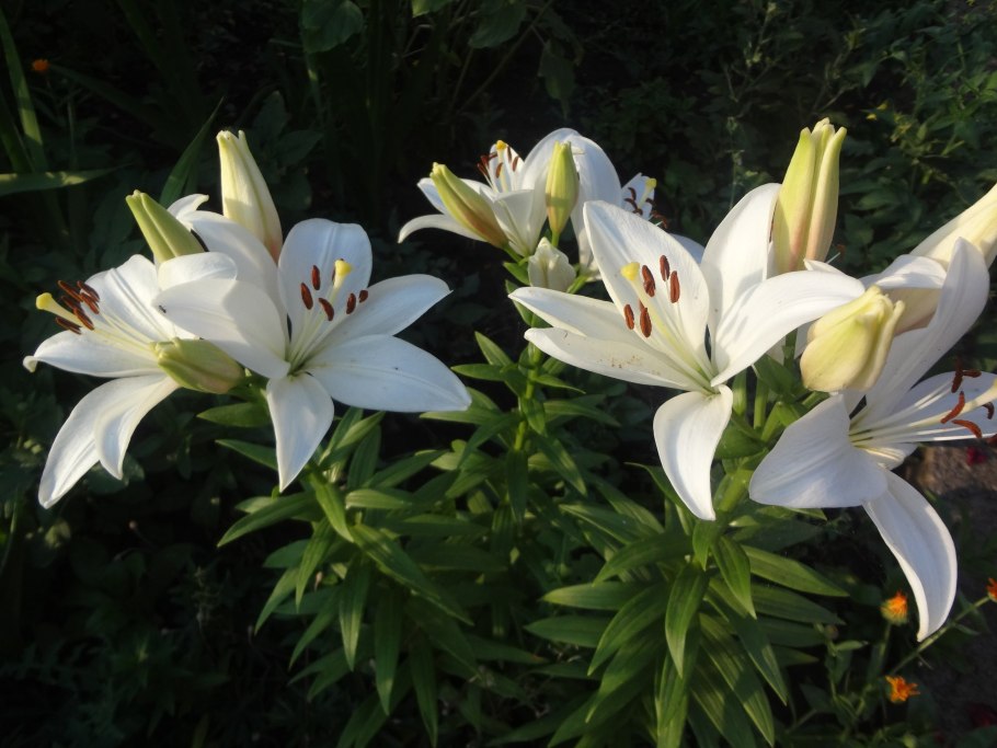 Лилия садовая многолетняя
