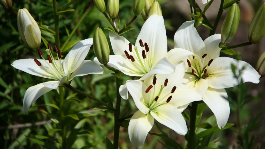 Лилия азиатская навона