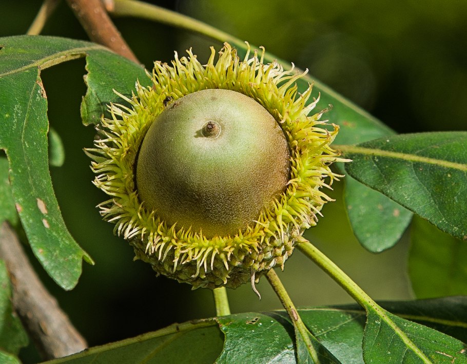 Дуба крупнопыльниковый ( Quercus macranthera )