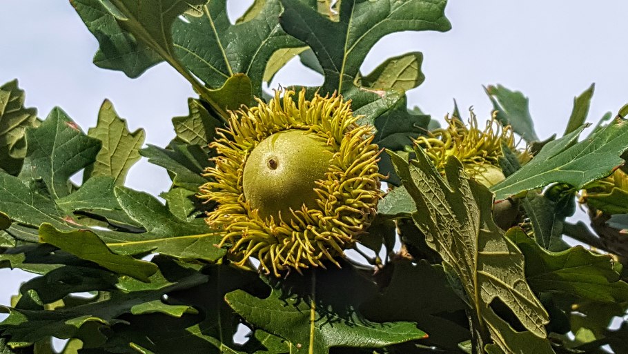 Quercus macrocarpa